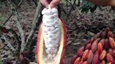 Con la cadena del cacao libre de deforestación arranca iniciativa que busca fomentar el empleo juvenil en el campo