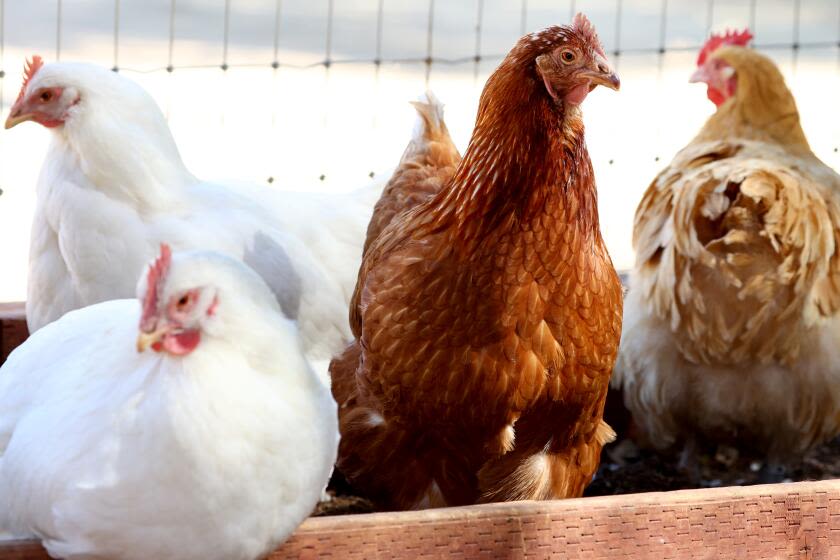 Extreme heat may have increased spread of H5N1 at poultry farm