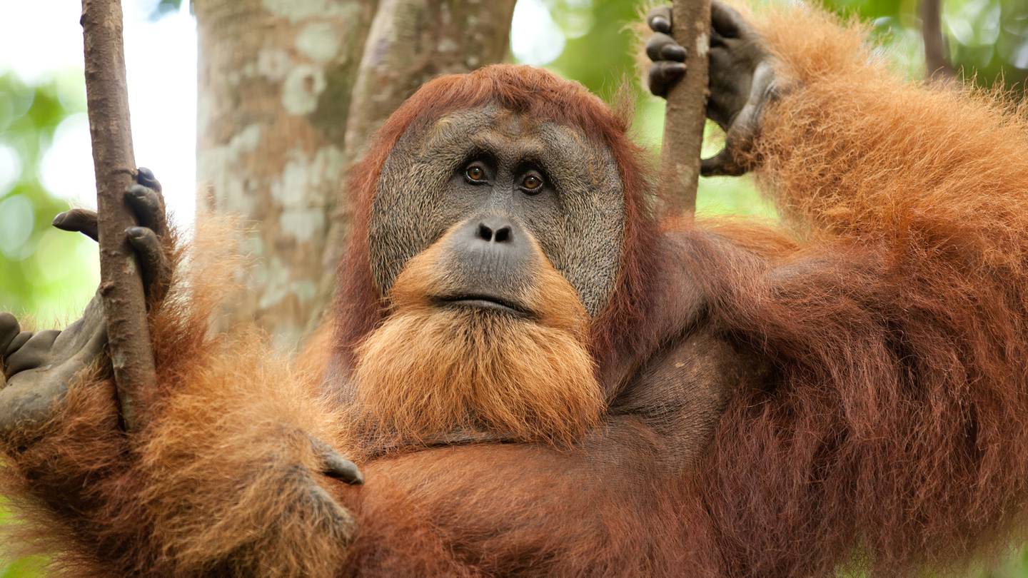 Scientists say an orangutan used medicinal plant to treat its wound