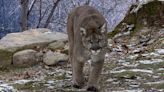 Volvían de tomar mates en la montaña y filmaron a un puma comiendo a un guanaco: cómo actuar en estos casos | Sociedad