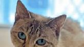 PET COLUMN: Fascination with feline eyes