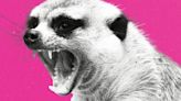 Maybe We Reconsider That Matriarchal Murderer the Meerkat