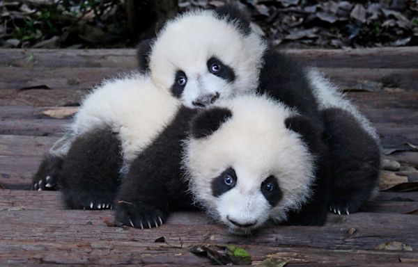 China Zoo 'Dyes' Chow Chow Dogs to Pass Off As Panda Bears and People Are Outraged