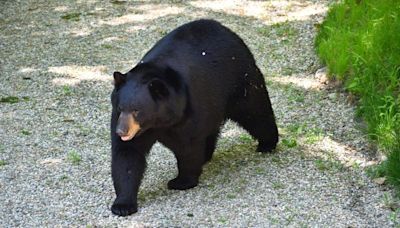 DeSantis signs bill making it legal to kill ‘crack bears’ in self-defense