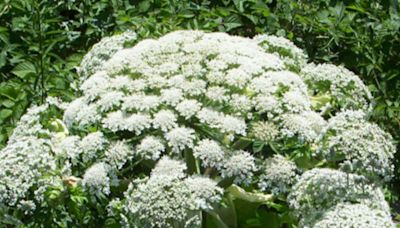 Avoid at all costs: What makes giant hogweed so dangerous