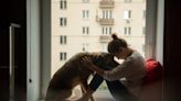 Purina, RedRover, and Hockey Player Partner Up to Support Domestic Abuse Survivors with Pets