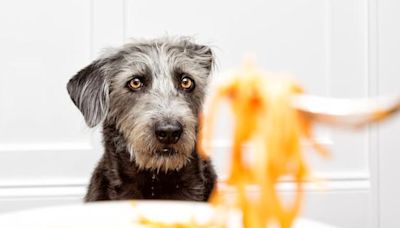 ¿Los perros pueden comer ñoquis?