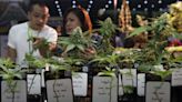 El sector del cannabis crece sin control en Tailandia a la espera de su regularización