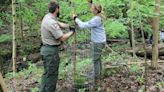 Wave of defense tactics aim to save Eastern hemlocks