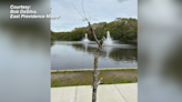 EAST PROVIDENCE: Newly planted Willett Pond tree vandalized | ABC6
