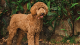 Mom's Pep Talk for Goldendoodle Before Leaving for a Trip Has People in Their Feelings