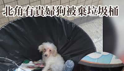 北角雲景道有貴婦狗被棄垃圾桶 估計已逾5小時 - 香港動物報 Hong Kong Animal Post