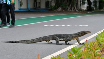 Singapore Formula One Grand Prix Halted After Lizard Invades Track