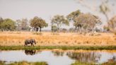 In Botswana, New Camps Are Bringing Guests Even Closer to Nature