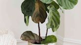 6 Reasons Your Fiddle Leaf Fig Leaves Are Turning Brown