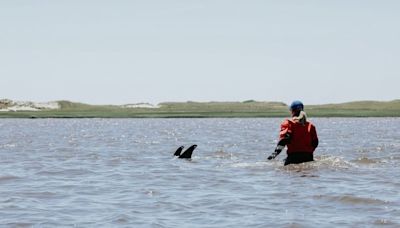 100 dolphins rescued from low tide in Cape Cod | CBC Radio