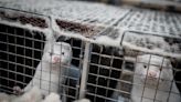 Denmark to allow 'significantly reduced' mink production