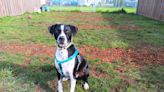 An elder kitty, a pointer-mix and 2 bonded cats available for adoption in Lane County