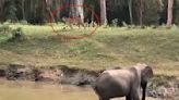 Watch: Elephant shows tiger ‘who’s boss’ at watering hole