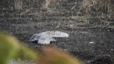 Alligator hit by car on US 501 in Myrtle Beach area. It’s 2nd wild animal hit in a week