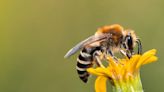 Honeybees help gather data about a city's health