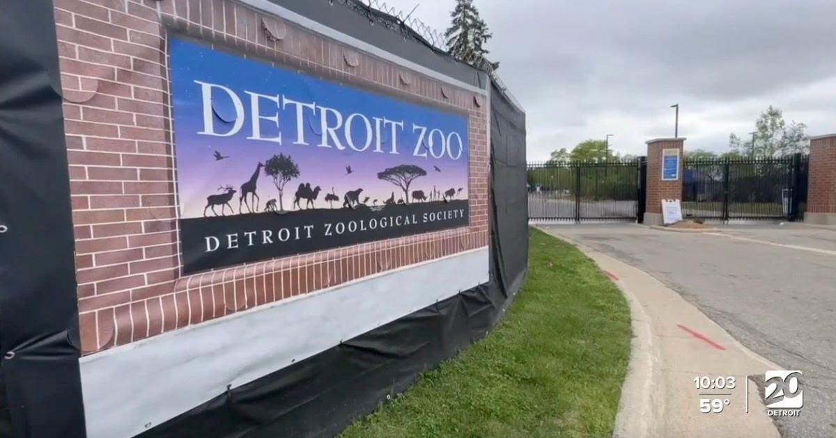 Rogue peacock on the loose, caught strolling through Detroit suburb