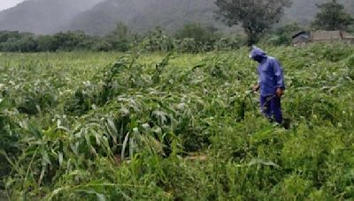 Farmers in Ilocos Norte struggle after Super Typhoon Julian’s onslaught