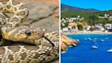 Ibiza snake 'crisis' as Council hunts down 800 invasive reptiles