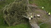 New shoots give hope that Sycamore Gap tree lives on