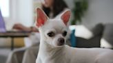 Chihuahua Has Been Named the 'Shortest Dog in the World' by Guinness World Records