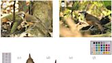 Mimicry allows lesser necklaced laughingthrush birds to benefit from living among larger related species