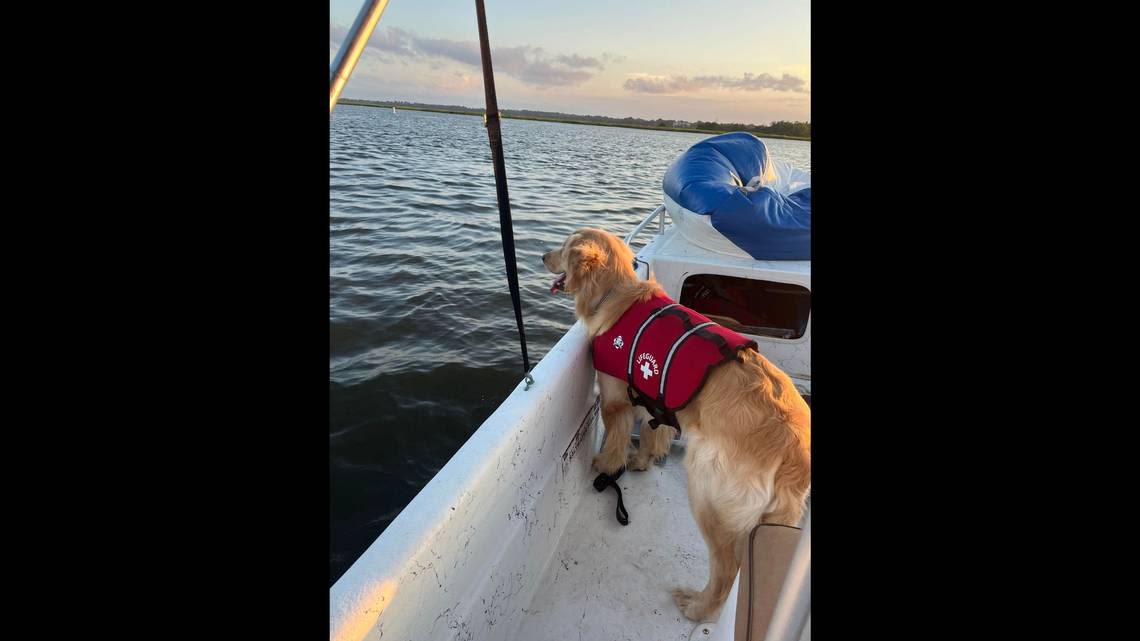 Boat crash ends with ‘sweet’ dog nowhere to be found. Then came moment of ‘sheer joy’