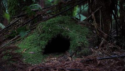 Jharkhand girl who went missing 3 months ago found living in cave, behaving like a snake