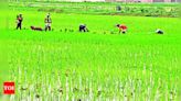 Patna achieves 95% paddy seedling goal | Patna News - Times of India