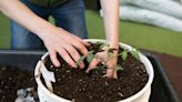 Even the worst gardeners can grow these vegetables in Maine