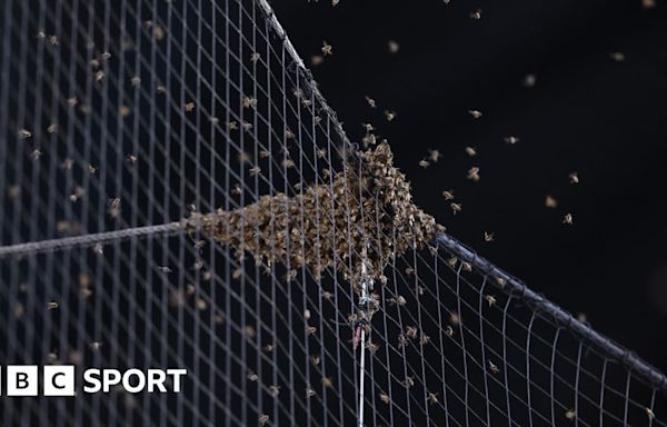 Bee swarm halts Arizona Diamondbacks v LA Dodgers MLB match