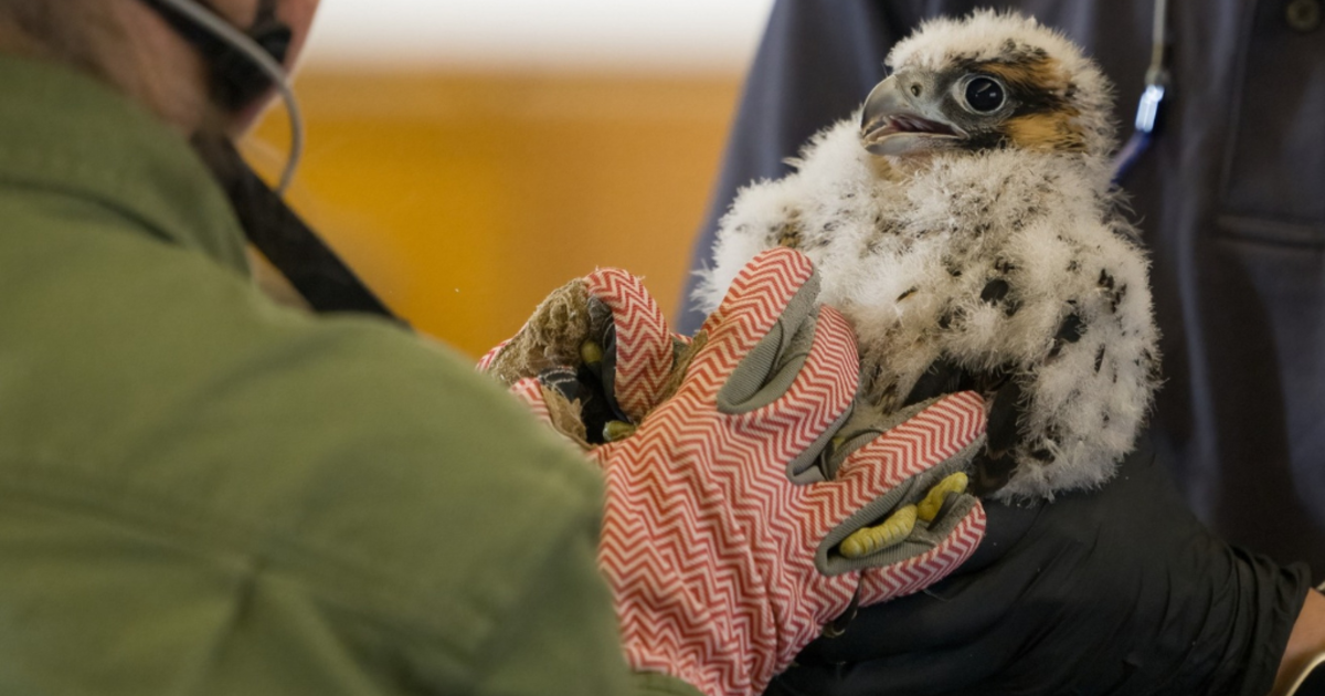 2 peregrine falcon chicks in Pitt Cathedral of Learning nest get banded