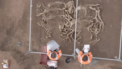 Encontraron caballos enterrados en Francia que podrían ser de batallas históricas del Imperio Romano