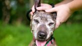 4 Reasons Why Adopting a Senior Pet Is a Wonderful Decision