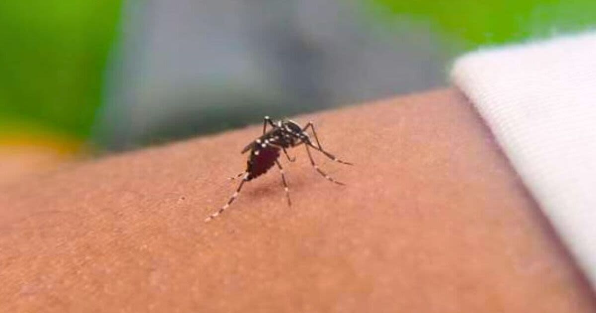 Effective methods to ‘naturally repel’ mosquitoes without using harsh chemicals