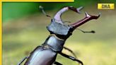 This stag beetle is pricier than a BMW or Audi, here's why