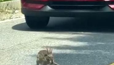 Watch: Rabbit's brawl with snake brings South Carolina traffic to a halt