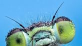 See Ten Creepy-Crawly Portraits From the Insect Week Photography Contest