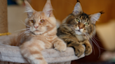 Woman Has 'Entire Set' of Maine Coon Cats and People Are Here for It