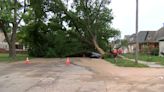 Water main break causes sinkhole, large tree to fall in south Wichita