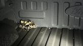 US Park Police rescue ducklings from storm drain in Southwest DC park