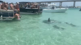 Hammerhead sharks suddenly surround boaters in Alabama. Watch the scene unfold