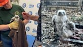 Meet Macomb County’s newest Peregrine Falcon