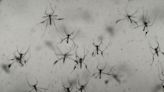 Sarasota County prepares for mosquito season after last year’s malaria outbreak