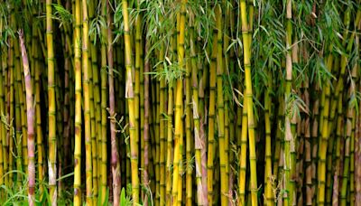 Warning over 'the new Japanese knotweed' by experts as it invades UK gardens